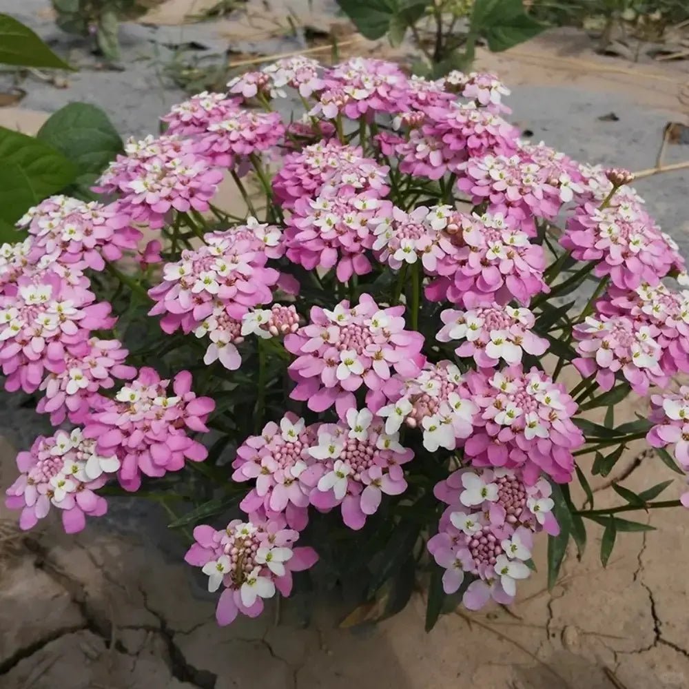 Pink Silene Pendula Catchfly Seeds - Verdseeds